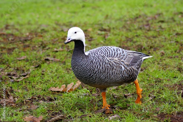 Obraz Emperor goose