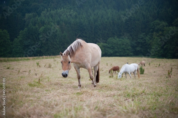 Obraz Pferd auf der Wiese