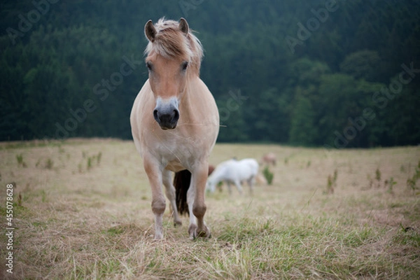 Obraz Pferd in freier Natur