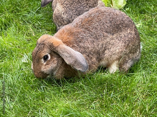 Obraz Flauschiger Hase im Gras