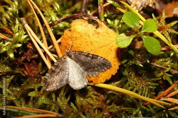 Obraz butterfly on the leaf