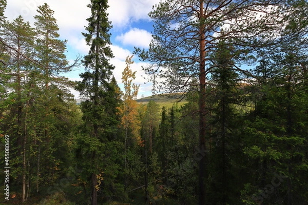 Obraz trees in the forest
