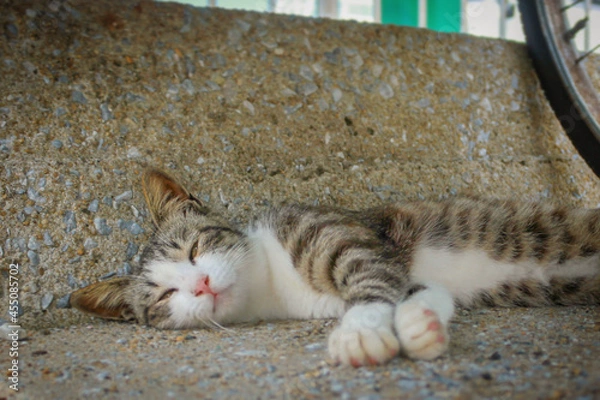 Fototapeta cat and mouse