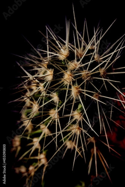 Obraz Closeup of cactus with dark background