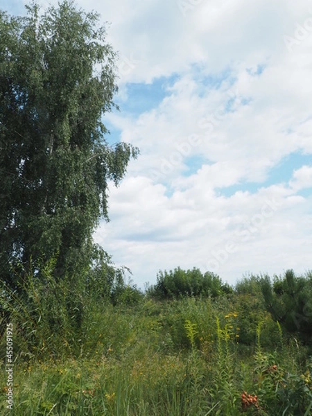 Fototapeta forest and sky