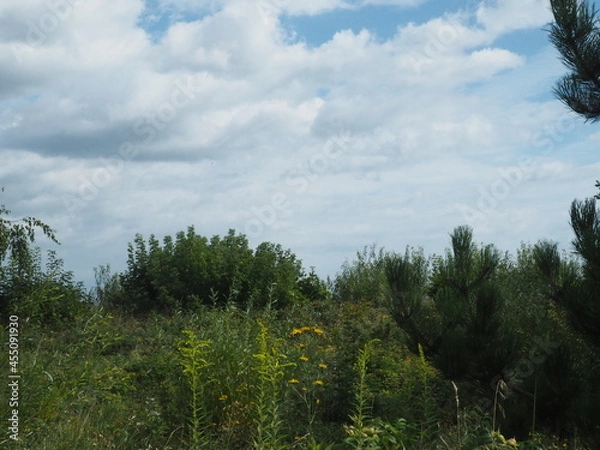 Fototapeta trees on a hill
