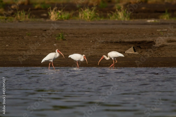 Fototapeta 川岸の湿地帯を歩いて餌を探すシロトキ