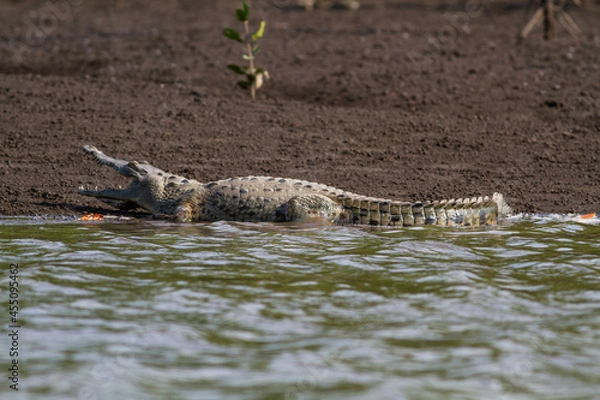 Obraz 川から岸に上がって大きな口を開いたワニ