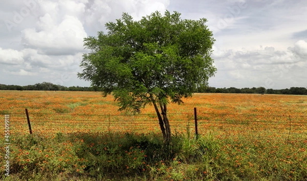 Obraz Paint Brush Flowers and Tree