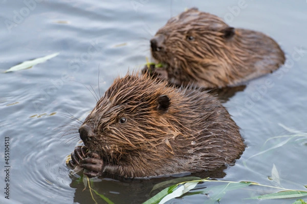 Fototapeta feeding beavers
