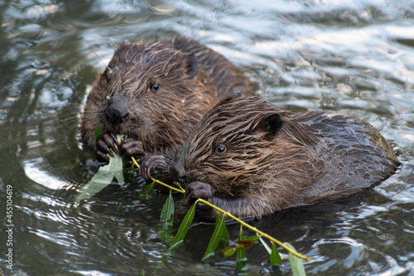 Fototapeta young beavers eating