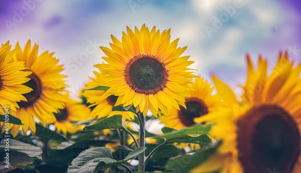 Obraz Soaking in the Sun