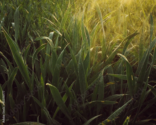 Fototapeta grass and sun