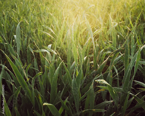 Fototapeta grass and sun