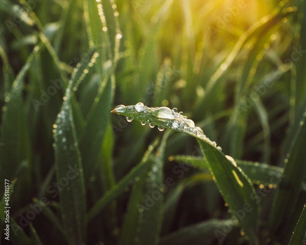 Obraz grass and sun