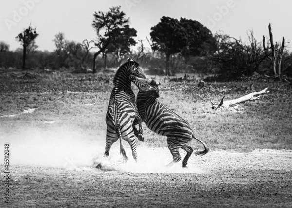 Obraz zebra in the wild