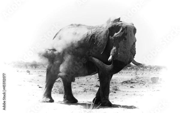 Obraz black and white elephant