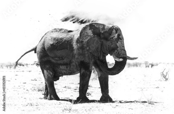 Obraz black and white elephant