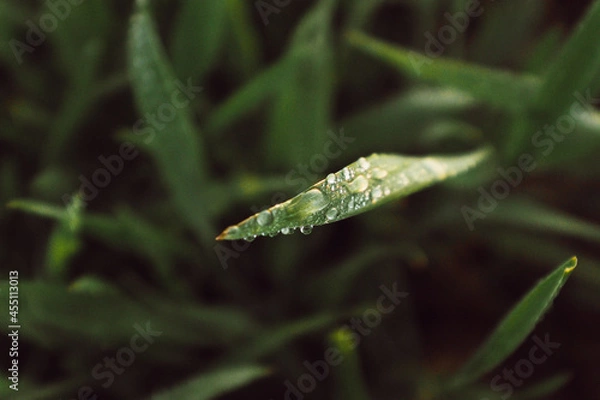 Fototapeta grass and sun