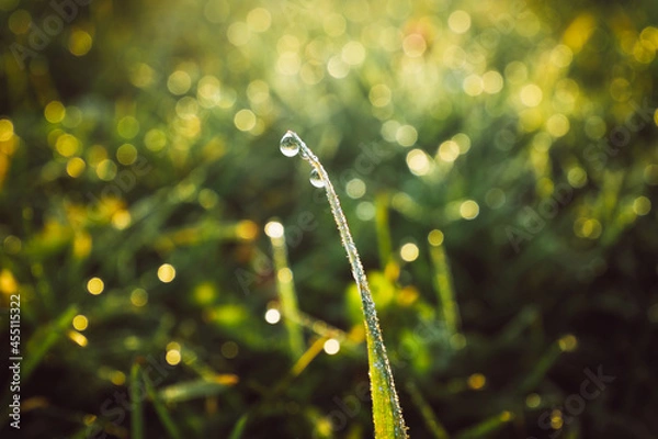 Fototapeta grass and sun