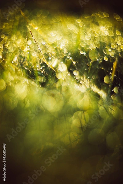 Fototapeta grass and sun