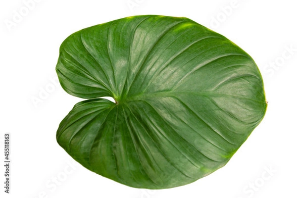 Obraz Homalomena Wallisii on white background.