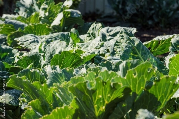 Fototapeta Watering garden, white cabbage in drops of water
