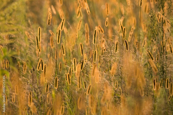 Obraz Meadow at sunset