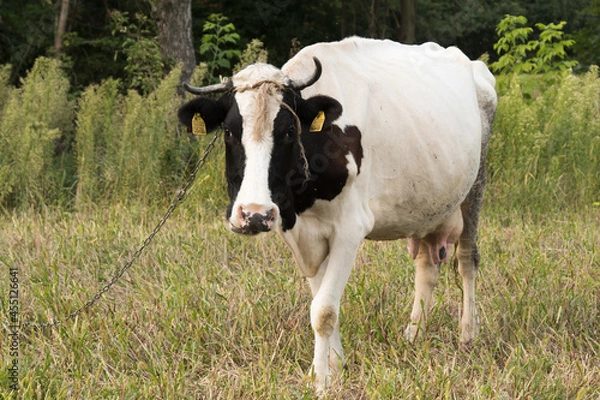 Obraz cow in a field