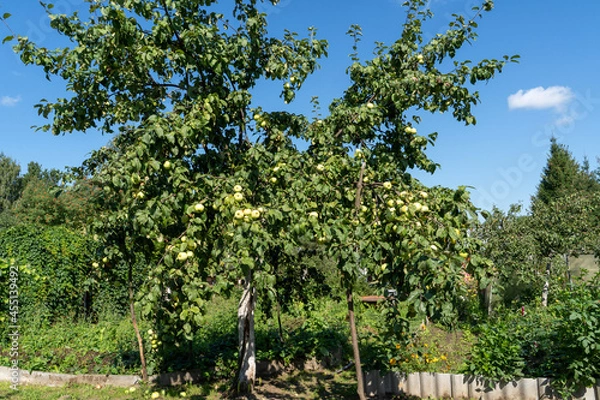 Fototapeta Apple tree with apples on the branches