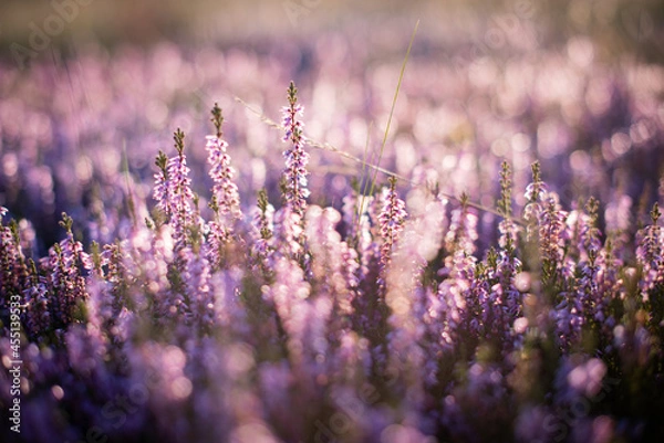 Fototapeta Heather (Wrzosy)