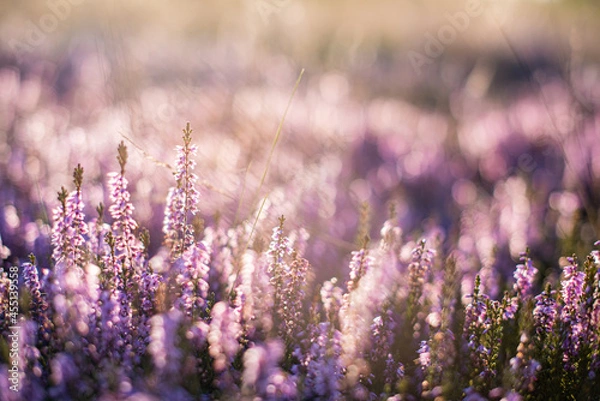 Fototapeta Heather at sunset (Wrzosy o zachodzie słońca)