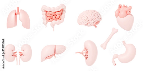 Fototapeta Human internal organs icon set with lungs kidneys stomach intestines brain heart spleen liver bone 3d illustration