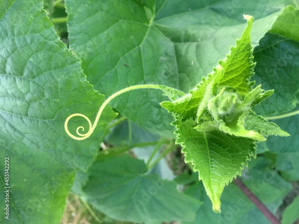 Obraz Сucumber leaf and curly tendril