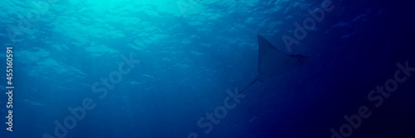 Fototapeta Horizontal panoramic of an eagle ray silohuette in Maldives Islands