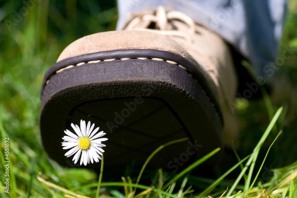 Obraz Stąpanie po stokrotce