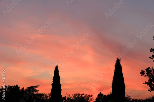Fototapeta Tree silhouette in a pink sunset
