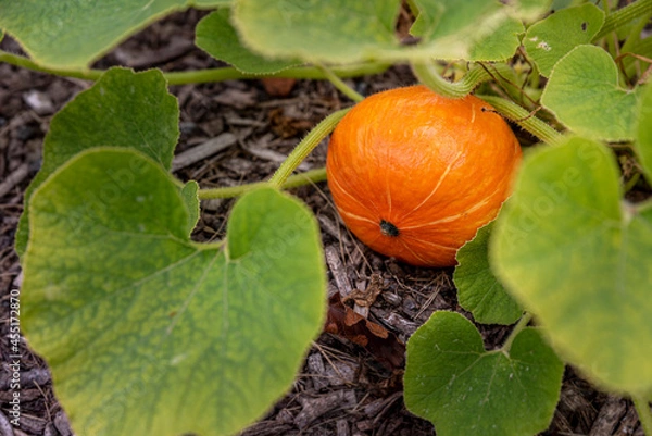 Fototapeta Small pumpink on the ground in autumn