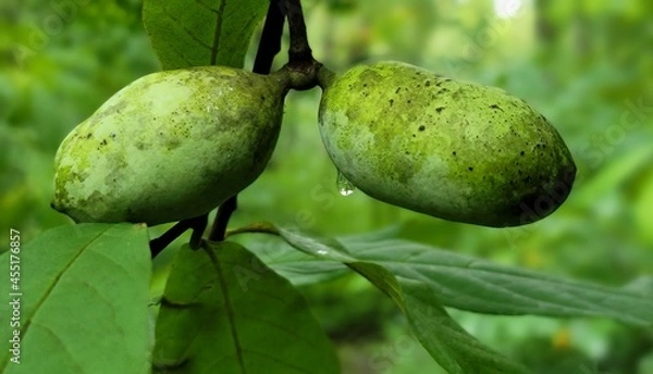Obraz PawPaw Fruit
