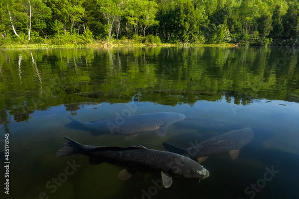 Obraz 新緑が広がる高原の湖畔と水中にいる鯉の群れ