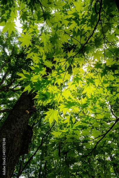 Obraz 高原にある新緑の森で葉を元気に広げるモミジの若葉