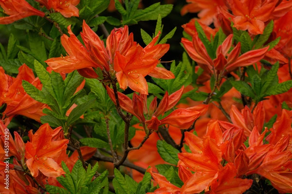 Obraz 高原の蓮華躑躅が朱色の花と若葉を広げる