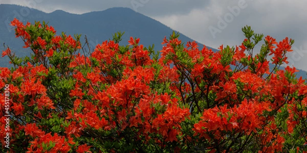 Obraz 高原にレンゲツツジの朱花と新緑が広がるパノラマ風景