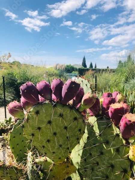 Obraz cactus in the garden, Palace and Botanical Garden of Balchik 