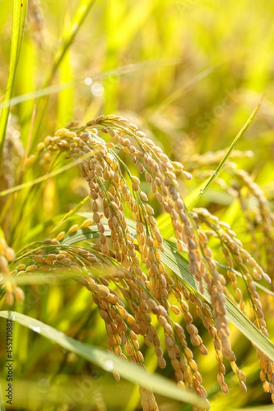 Obraz 秋の伝展風景