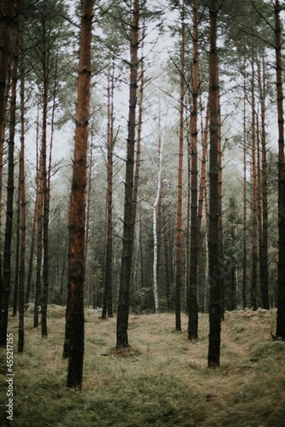 Fototapeta fog in forest