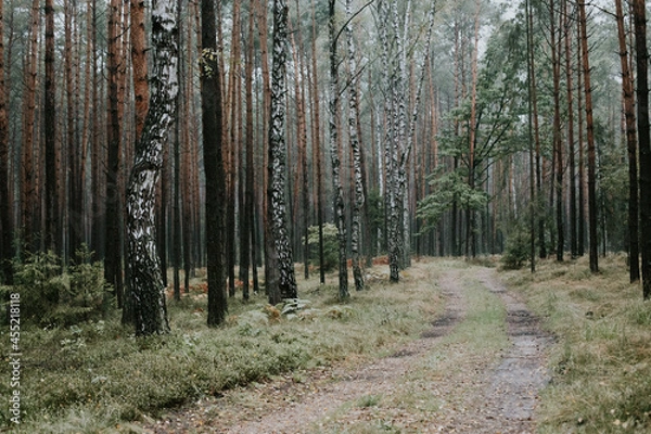 Fototapeta fog in forest