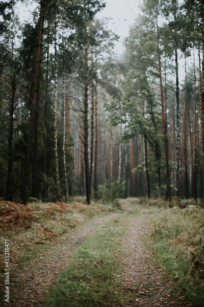 Fototapeta fog in forest