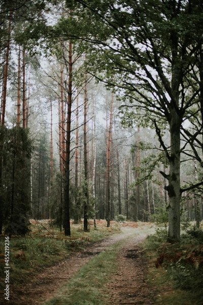 Fototapeta fog in forest