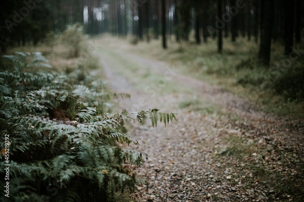 Fototapeta fog in forest
